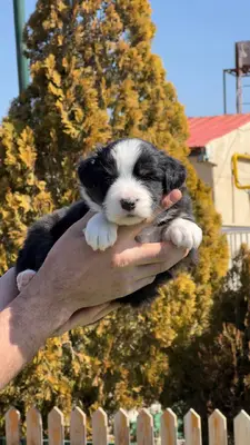 آگهی فروش نژاد بردر کالی