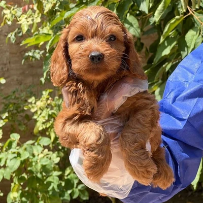 آگهی فروش نژاد کوکاپو