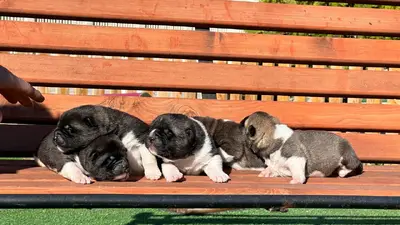 آگهی فروش نژاد آکیتا