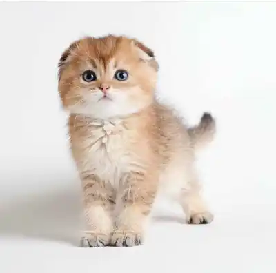 آگهی فروش نژاد اسکاتیش فولد