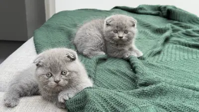 آگهی فروش نژاد اسکاتیش فولد