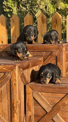 آگهی فروش نژاد داشهوند