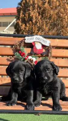 آگهی فروش نژاد لابرادور رتریور