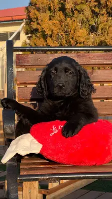 آگهی فروش نژاد فلت کوتت رتریور