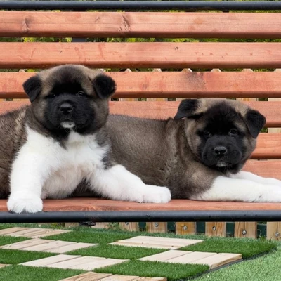 آگهی فروش نژاد آکیتا