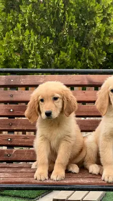 آگهی فروش نژاد گلدن رتریور