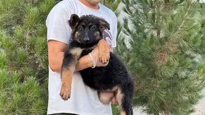 آگهی فروش نژاد ژرمن شپرد