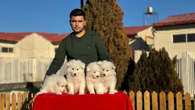 آگهی فروش نژاد سامویید