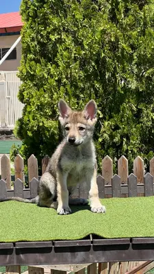 آگهی فروش نژاد چکسلواکین ولف داگ