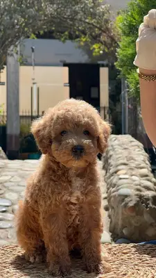 آگهی فروش نژاد پودل مینیاتوری