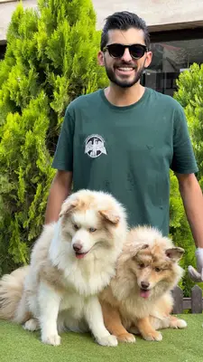 آگهی فروش نژاد پامسکی