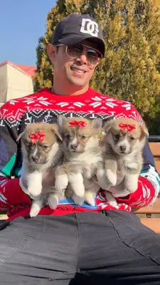 آگهی فروش نژاد پمبروک ولش کورگی