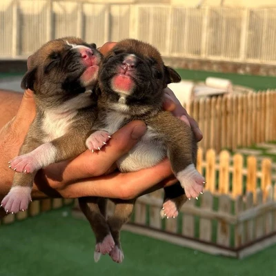 آگهی فروش نژاد باکسر