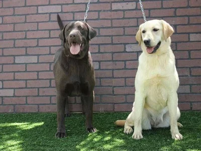 آگهی فروش نژاد لابرادور رتریور