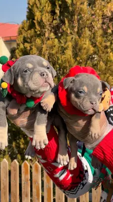 آگهی فروش نژاد آمریکن بولی