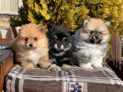 آگهی فروش نژاد اشپیتز آلمانی