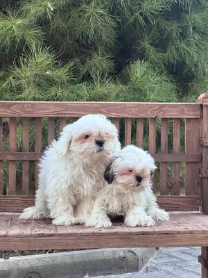 آگهی فروش نژاد شیتزو