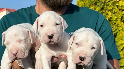 آگهی فروش نژاد داگو آرژانتینو