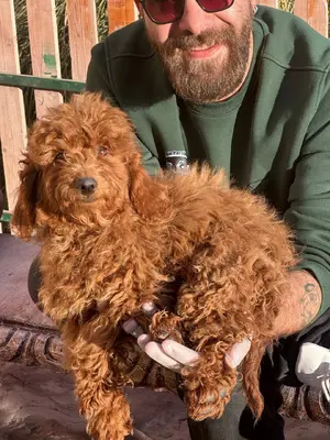 آگهی فروش نژاد پودل مینیاتوری