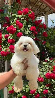 آگهی فروش نژاد شیتزو