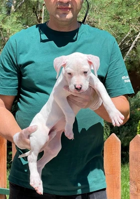 آگهی فروش نژاد داگو آرژانتینو