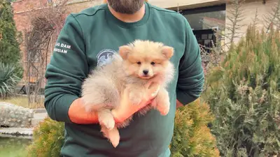 آگهی فروش نژاد اشپیتز آلمانی