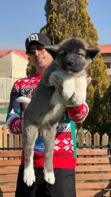 آگهی فروش نژاد آکیتا