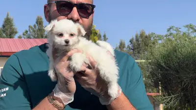 آگهی فروش نژاد مالتیز