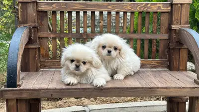 آگهی فروش نژاد پکینیز