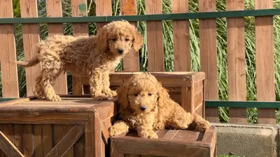 آگهی فروش نژاد پودل مینیاتوری