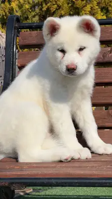 آگهی فروش نژاد آکیتا