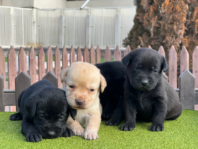 آگهی فروش نژاد لابرادور رتریور