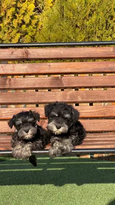 آگهی فروش نژاد مینیاتور اشنوزر