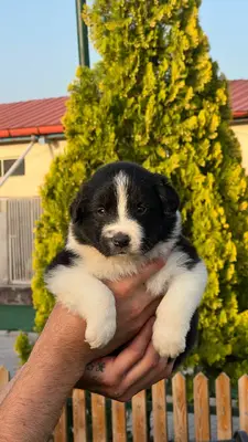 آگهی فروش نژاد بردر کالی