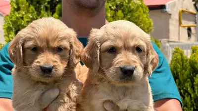 آگهی فروش نژاد گلدن رتریور