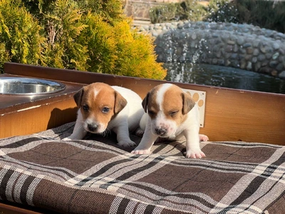 آگهی فروش نژاد جک راسل تریر