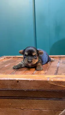 آگهی فروش نژاد یورکشایر تریر