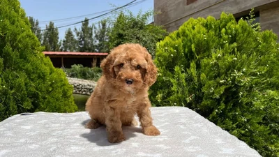 آگهی فروش نژاد پودل مینیاتوری