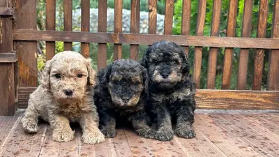 آگهی فروش نژاد پودل مینیاتوری