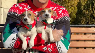 آگهی فروش نژاد جک راسل تریر