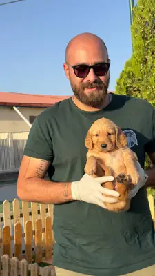 آگهی فروش نژاد گلدن رتریور