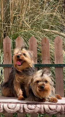 آگهی فروش نژاد یورکشایر تریر