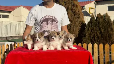 آگهی فروش نژاد پمبروک ولش کورگی