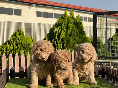 آگهی فروش نژاد پودل استاندارد