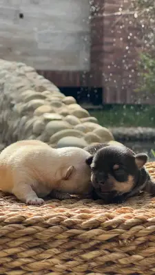 آگهی فروش نژاد چی واوا