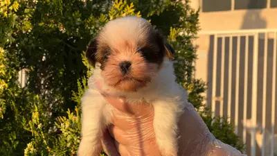 آگهی فروش نژاد شیتزو