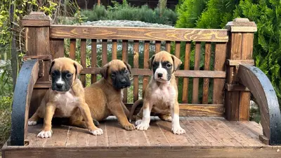 آگهی فروش نژاد باکسر