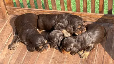 آگهی فروش نژاد انگلیش کوکر اسپانیل