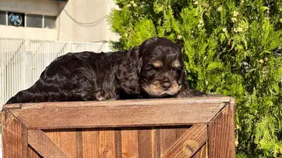 آگهی فروش نژاد انگلیش کوکر اسپانیل