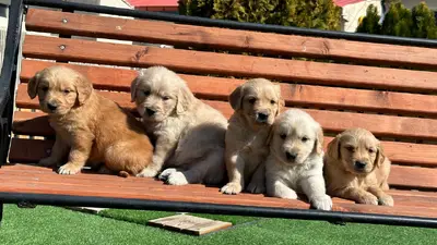 آگهی فروش نژاد گلدن رتریور